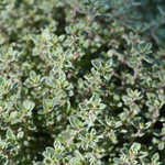 Thymus citriodorus 'Silver Queen'
