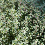 Thymus citriodorus 'Silver Queen'