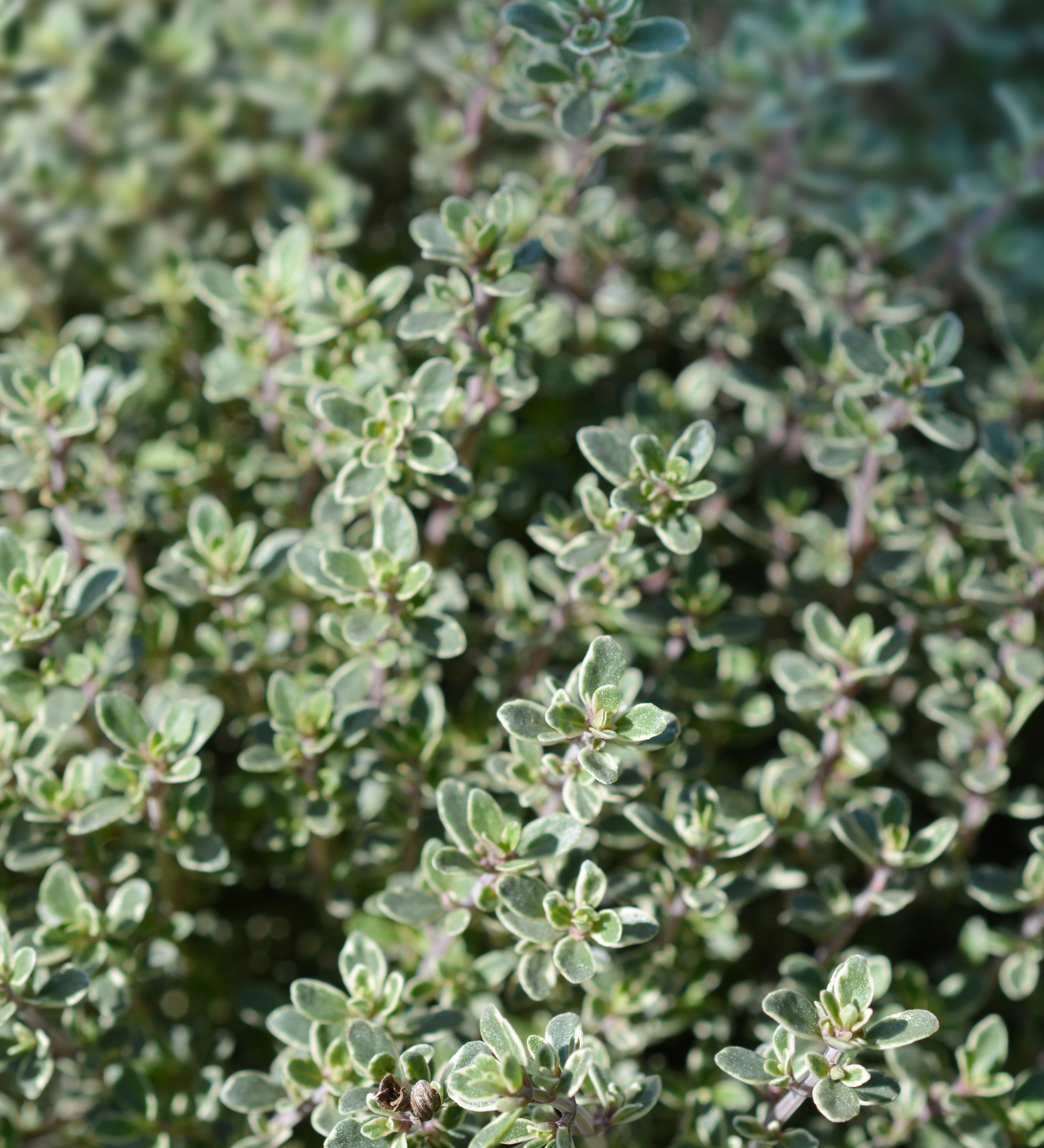 Thymus citriodorus 'Silver Queen'