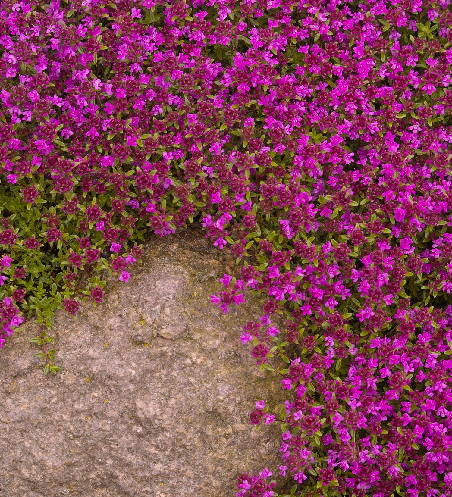 Thymus serpyllum 'Creeping Red'