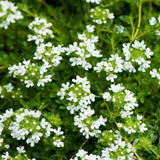 Thymus serpyllum 'Snow Drift'