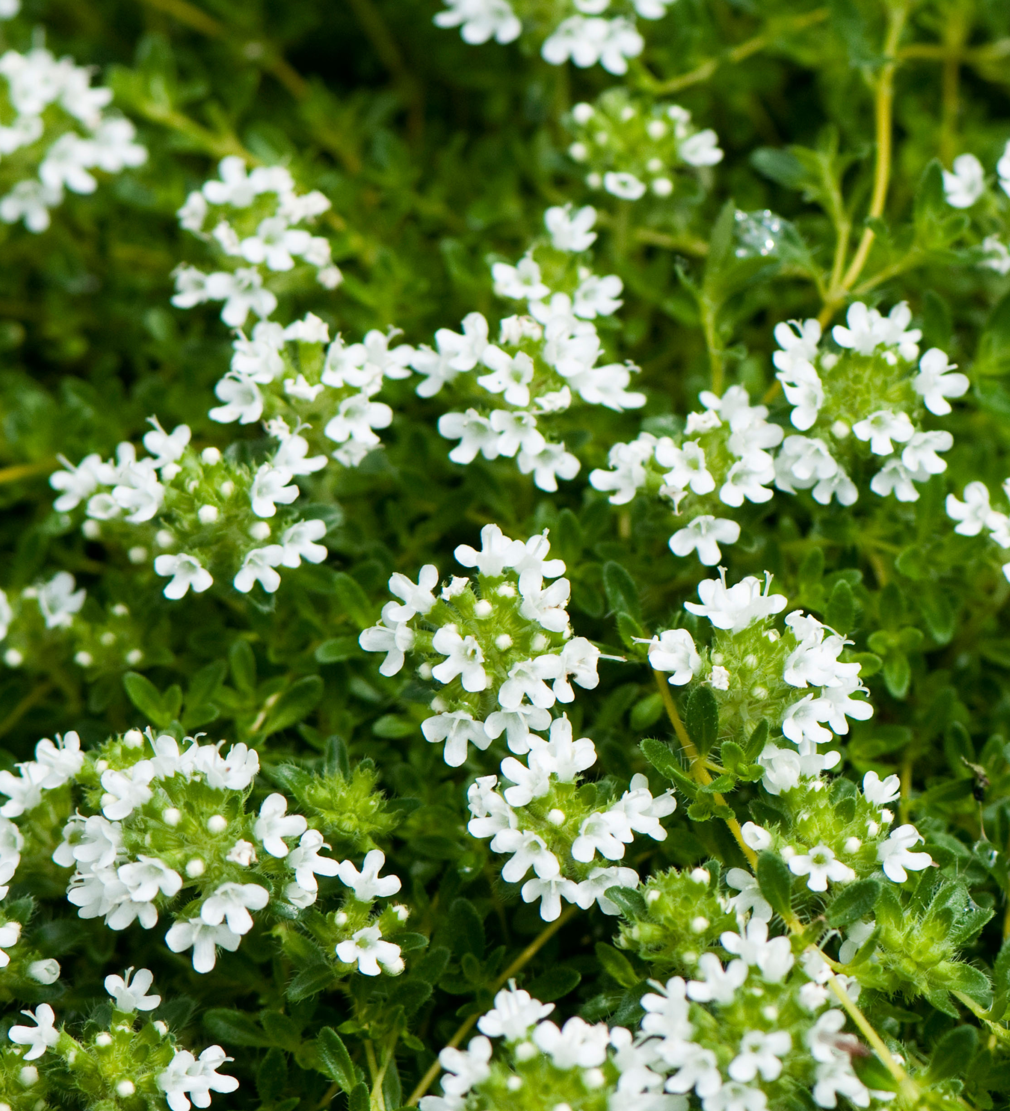Thymus serpyllum 'Snow Drift'