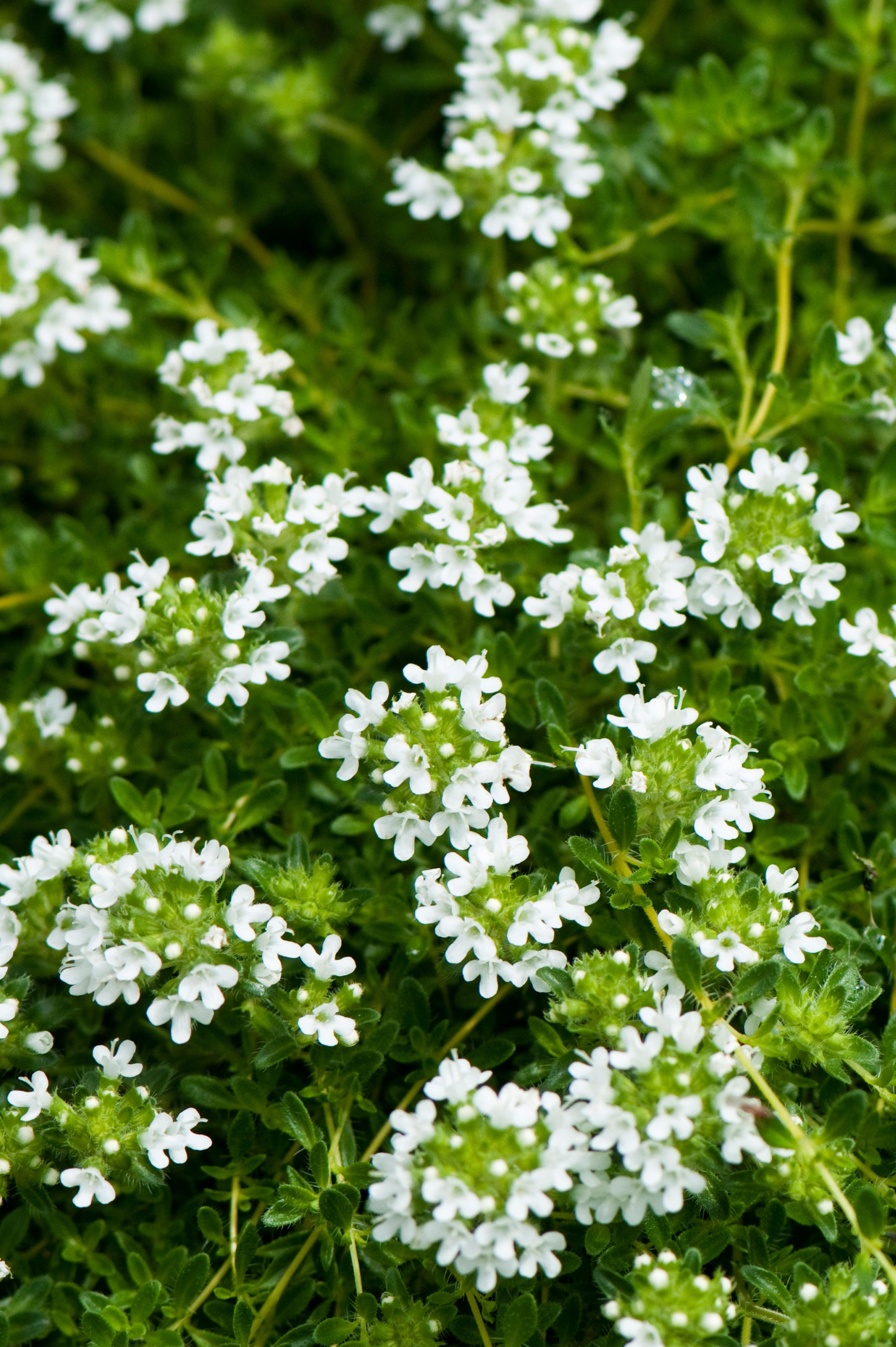 Thymus serpyllum 'Snow Drift'