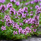 Thymus vulgaris 'Compactus'
