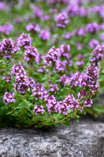 Thymus vulgaris 'Compactus'