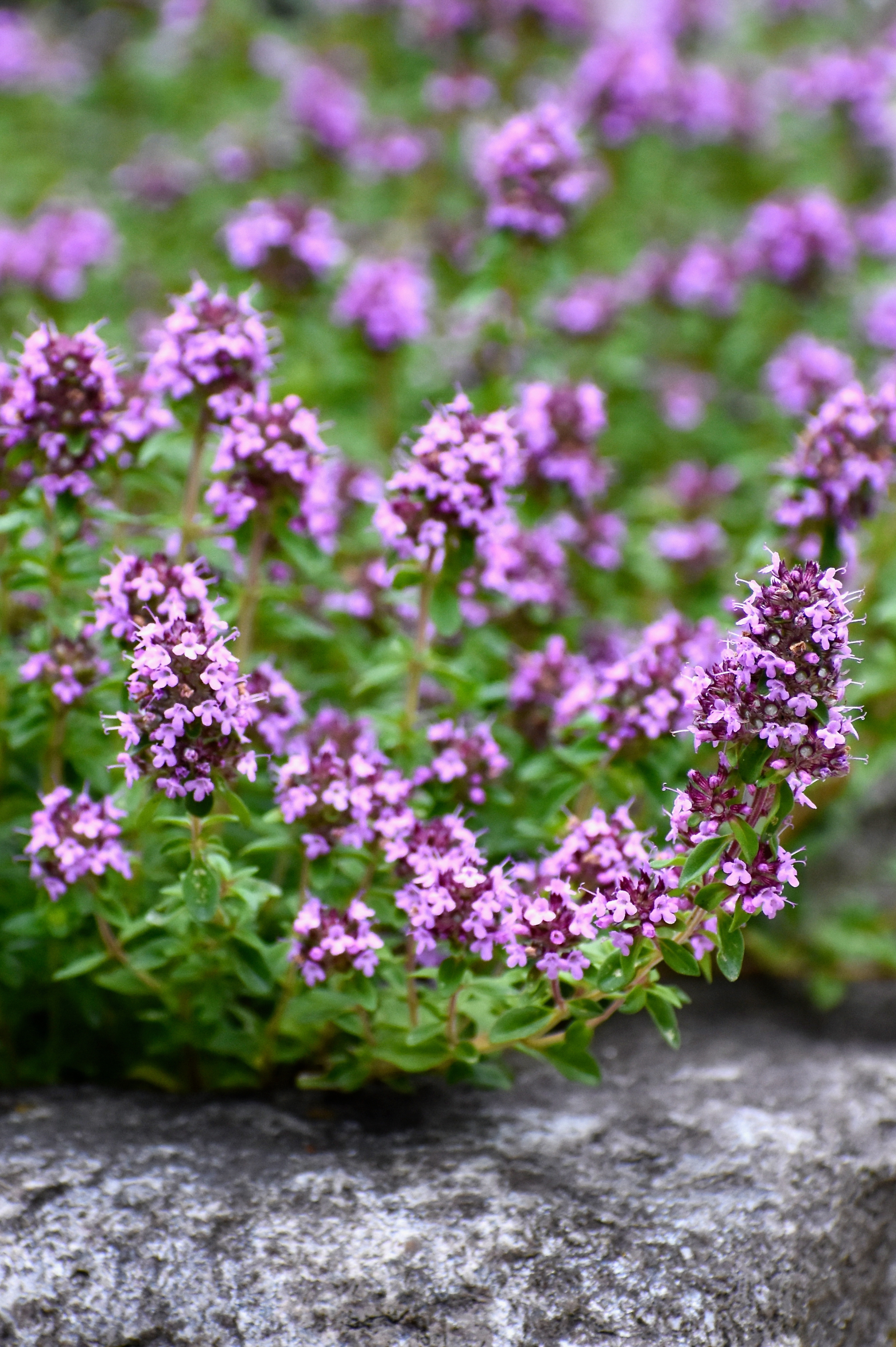 Thymus vulgaris 'Compactus'