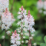 Tiarella hybride 'Angel Wings' - schuimbloem vaste plant