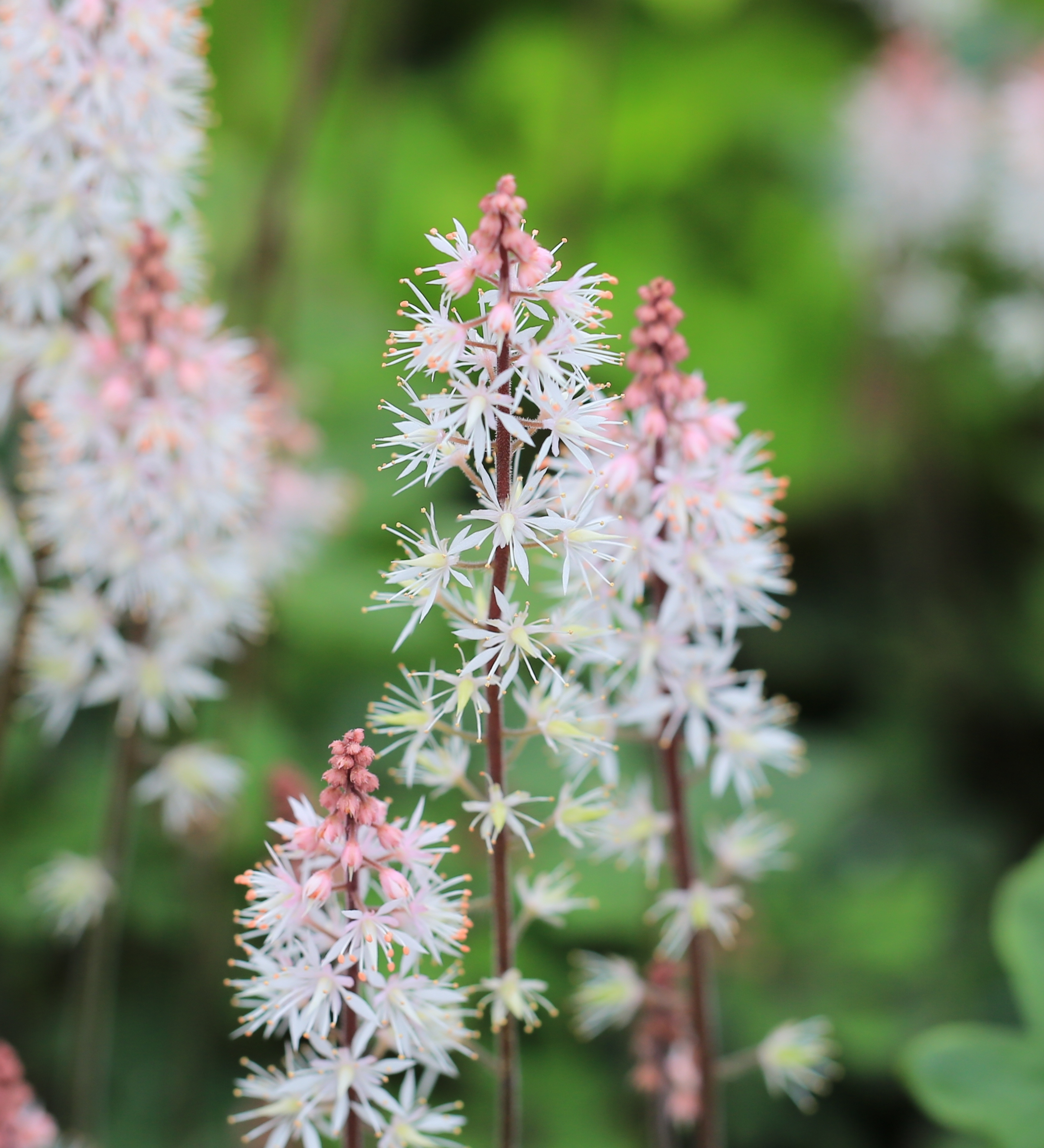 Tiarella hybride 'Angel Wings' - schuimbloem vaste plant