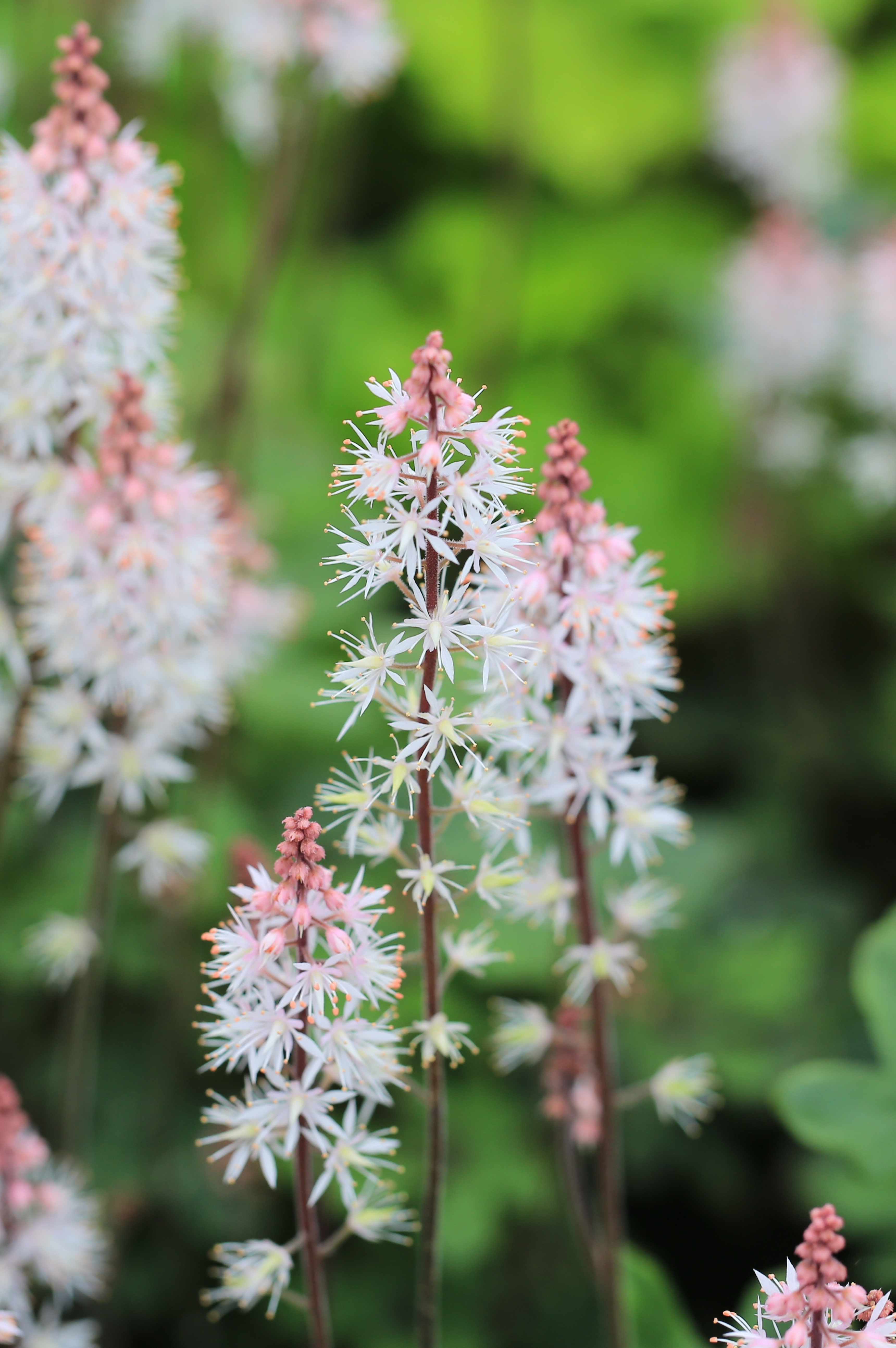 Tiarella hybride 'Angel Wings' - schuimbloem vaste plant