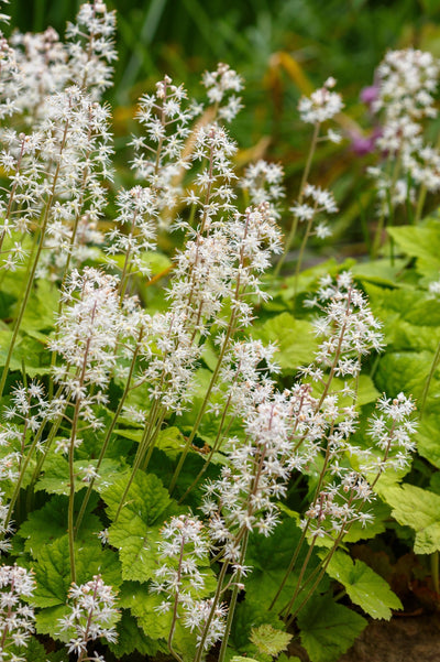 Tiarella cordifolia