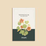Tropaeolum minus 'Ladybird Rose'-Angelo