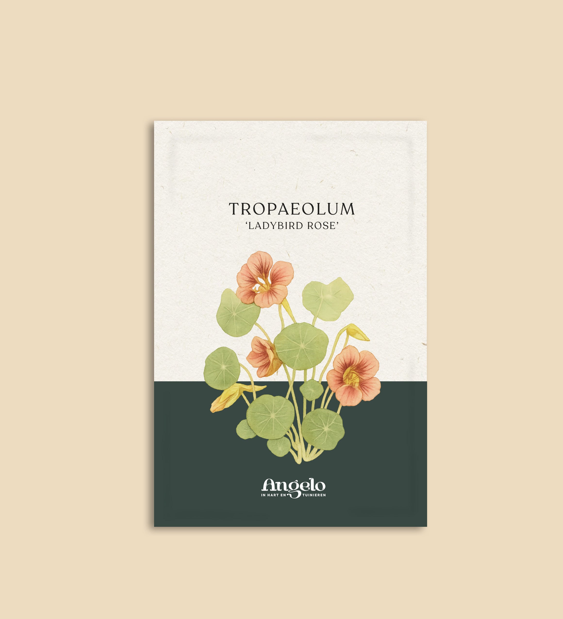 Tropaeolum minus 'Ladybird Rose'-Angelo