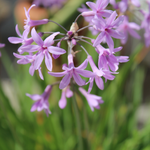 Tulbaghia violaceae 'Knobiflirt'