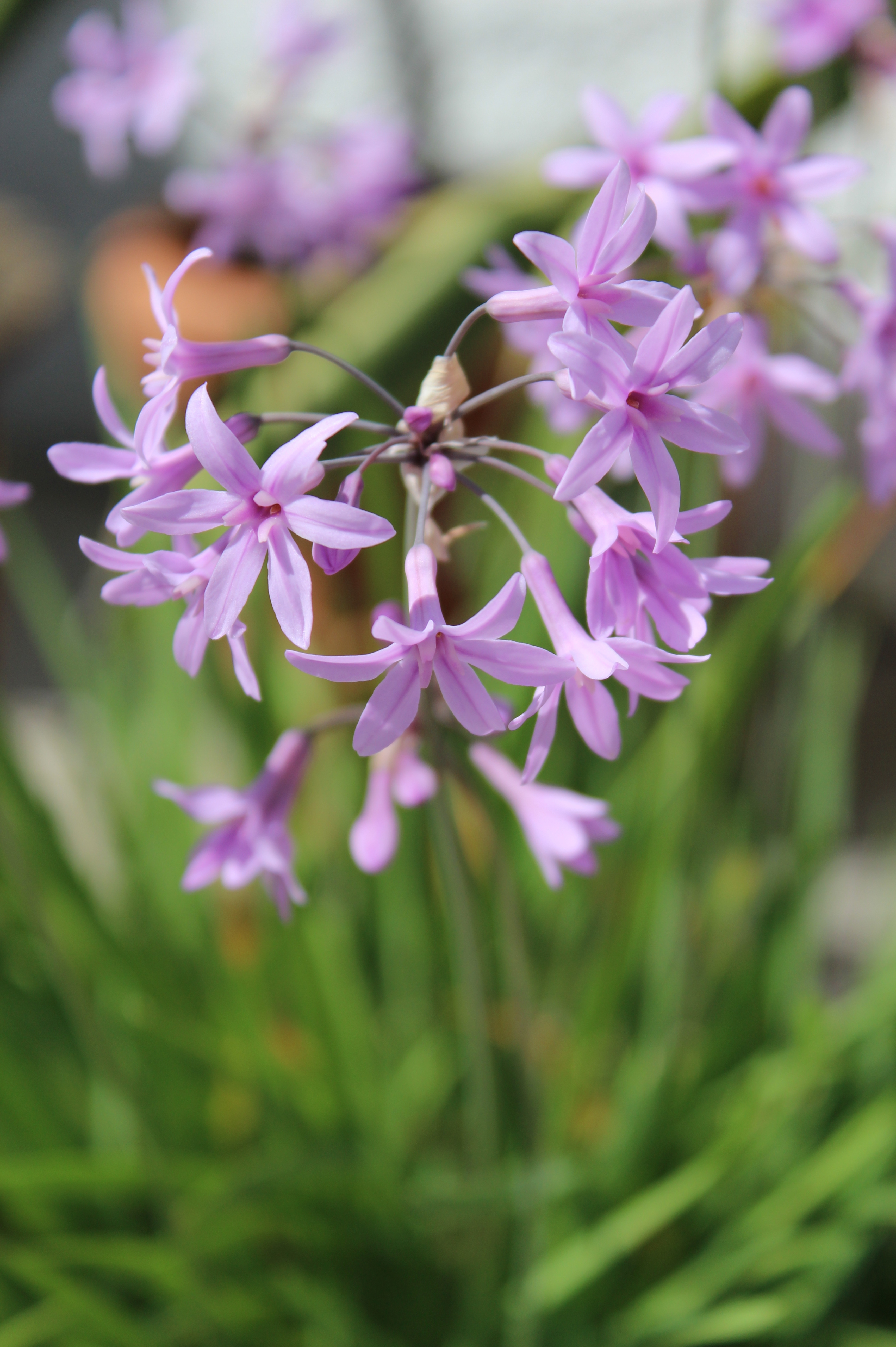 Tulbaghia violaceae 'Knobiflirt'
