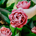 Tulp 'Amazing Grace'-Angelo