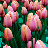 Tulpe 'Apricot Impression'