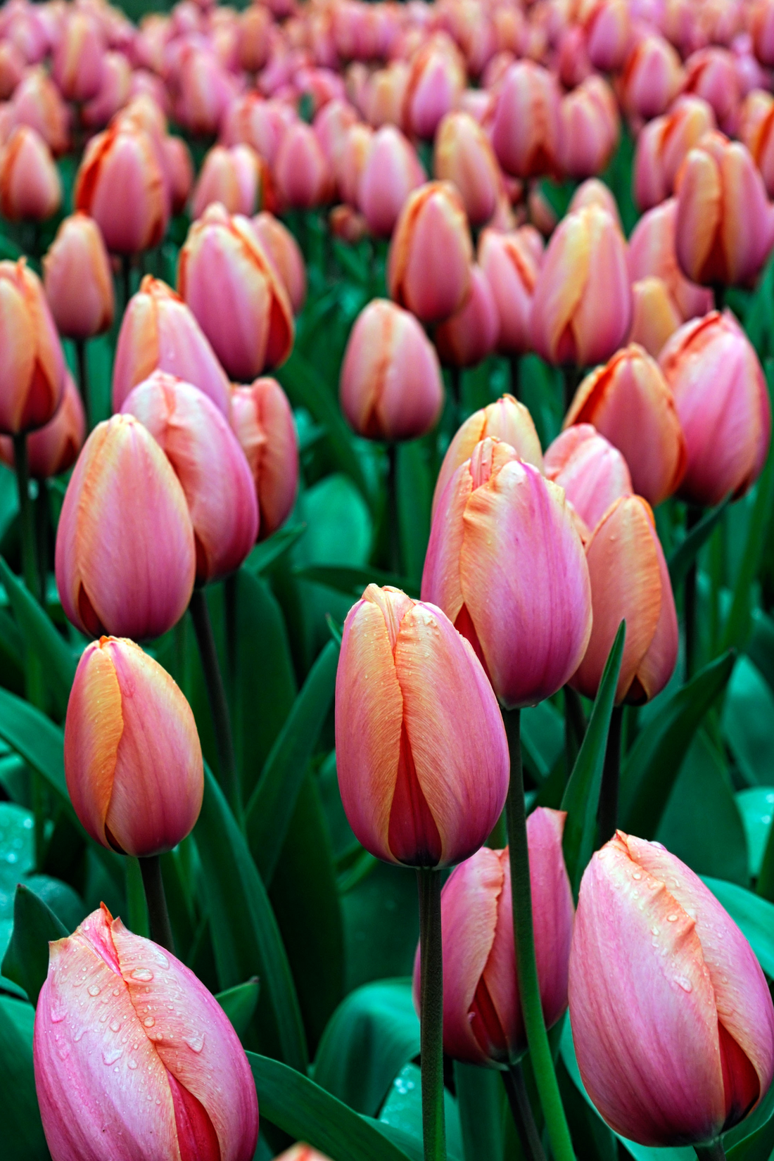Tulpe &