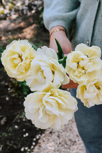 Tulp 'Avant Garde'-Angelo