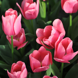 Tulpe 'Big Love'
