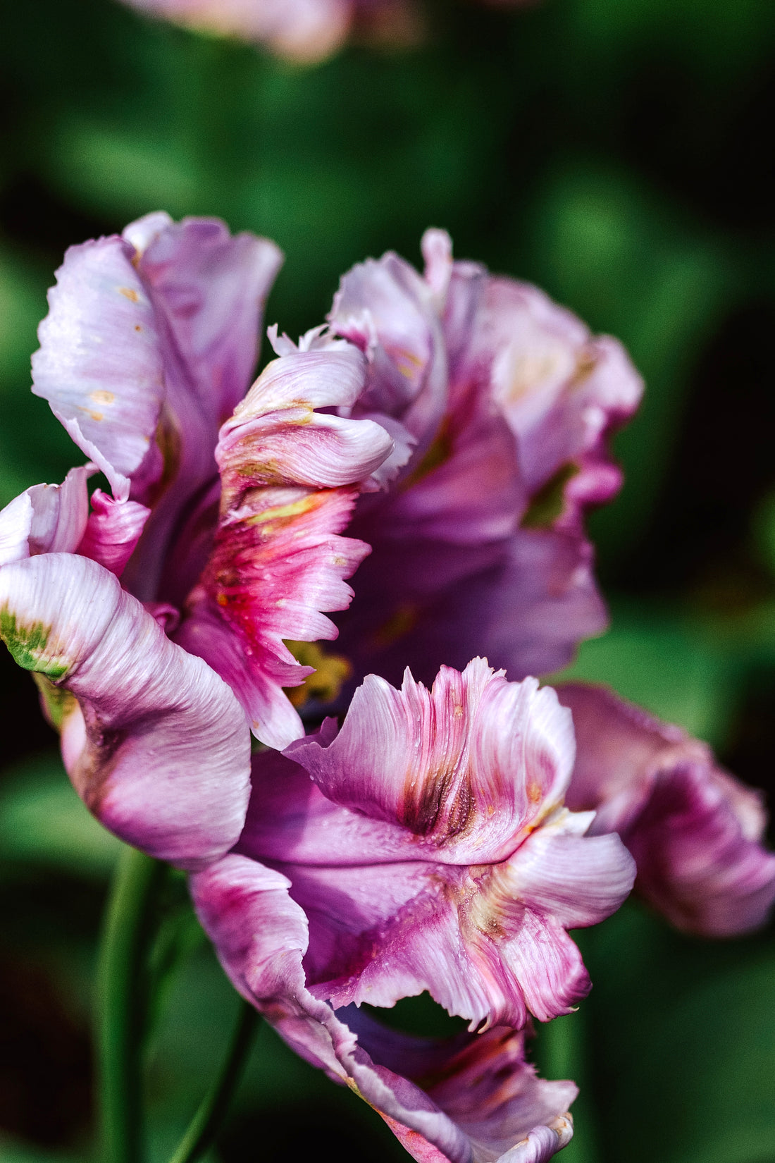 Tulpe &