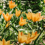 Tulp 'Bronze Charme'-Angelo