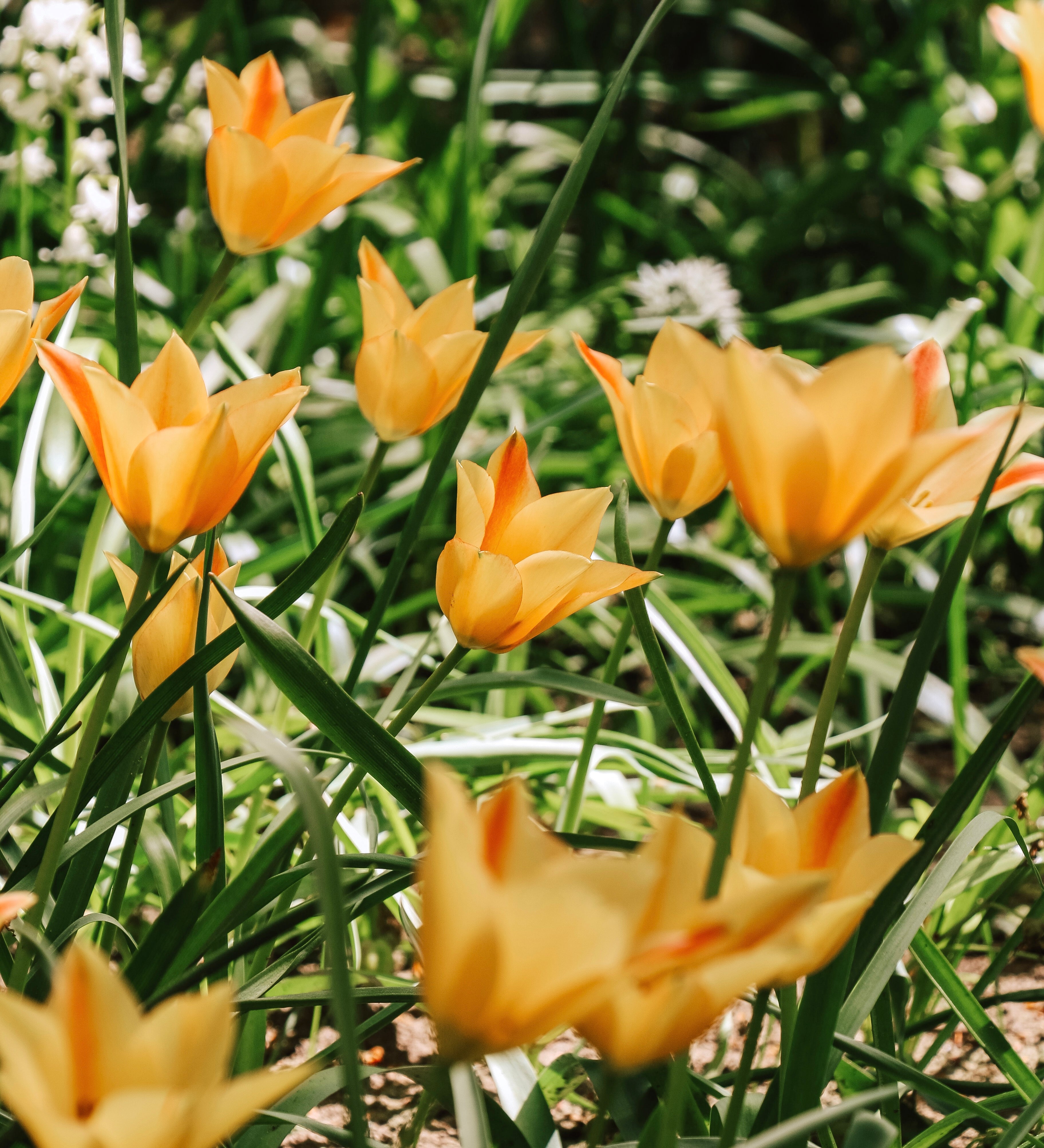 Tulp 'Bronze Charme'-Angelo