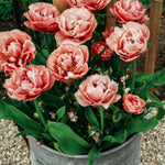 Tulp 'Copper Image'-Angelo