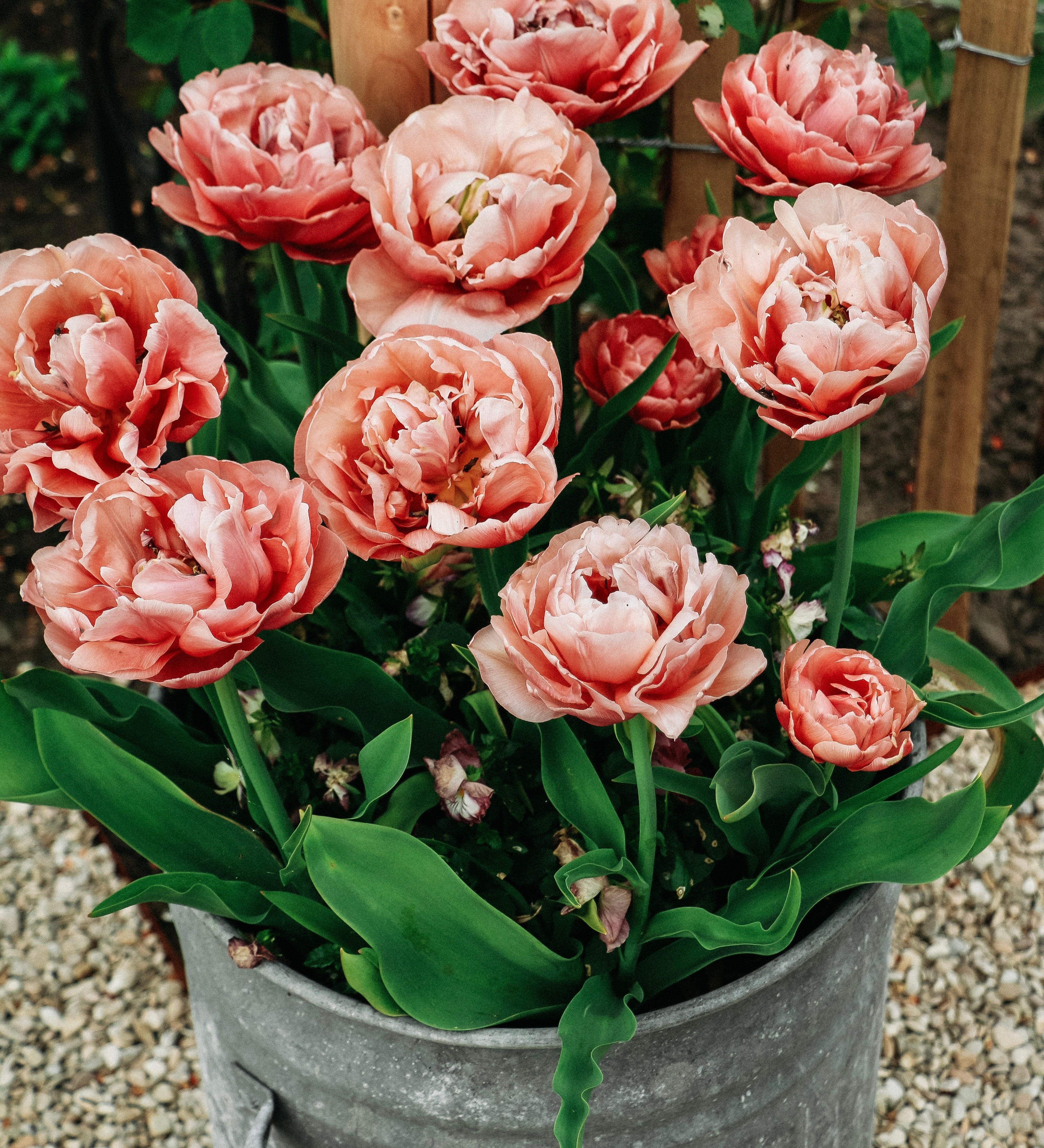 Tulp 'Copper Image'-Angelo