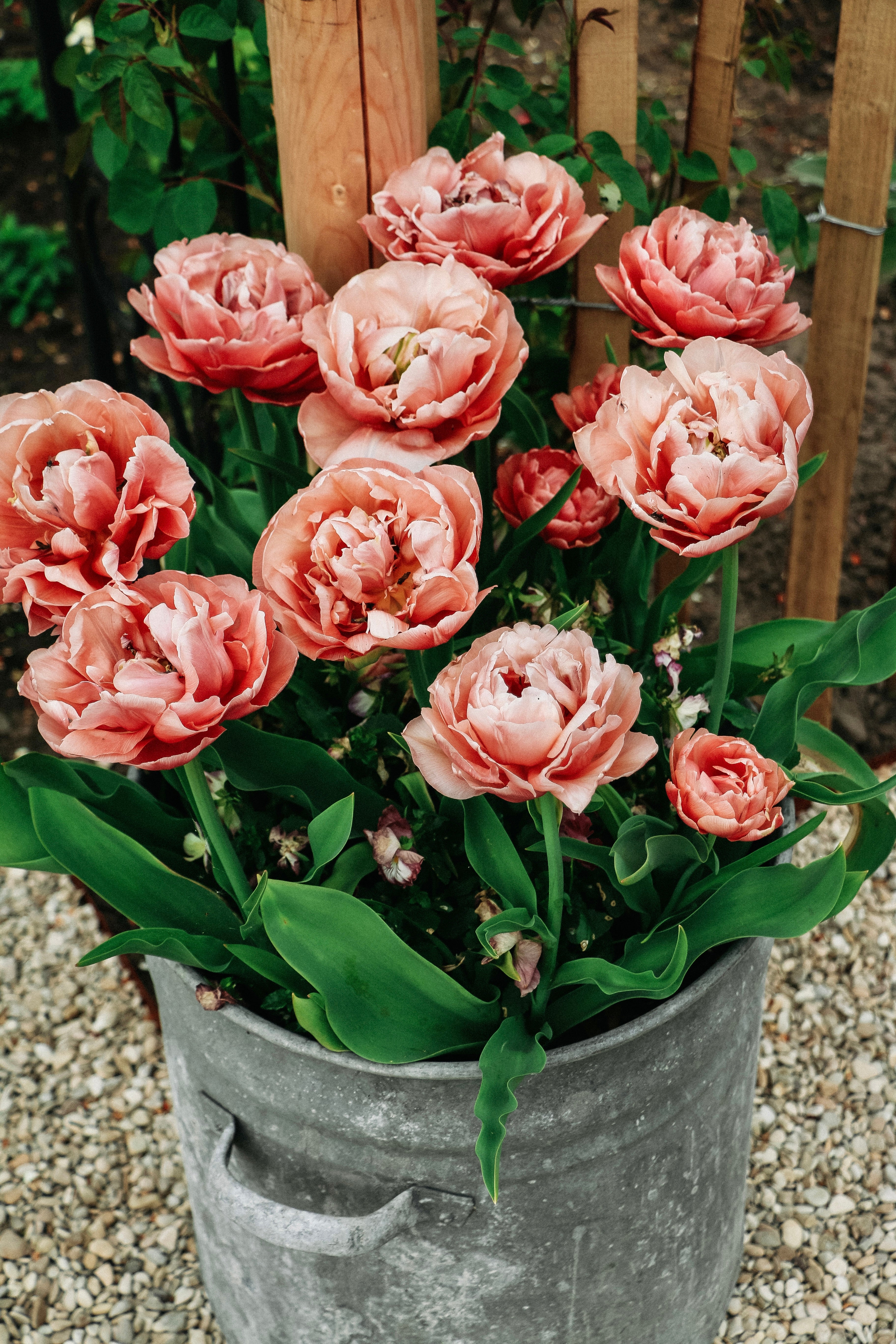 Tulp 'Copper Image'-Angelo