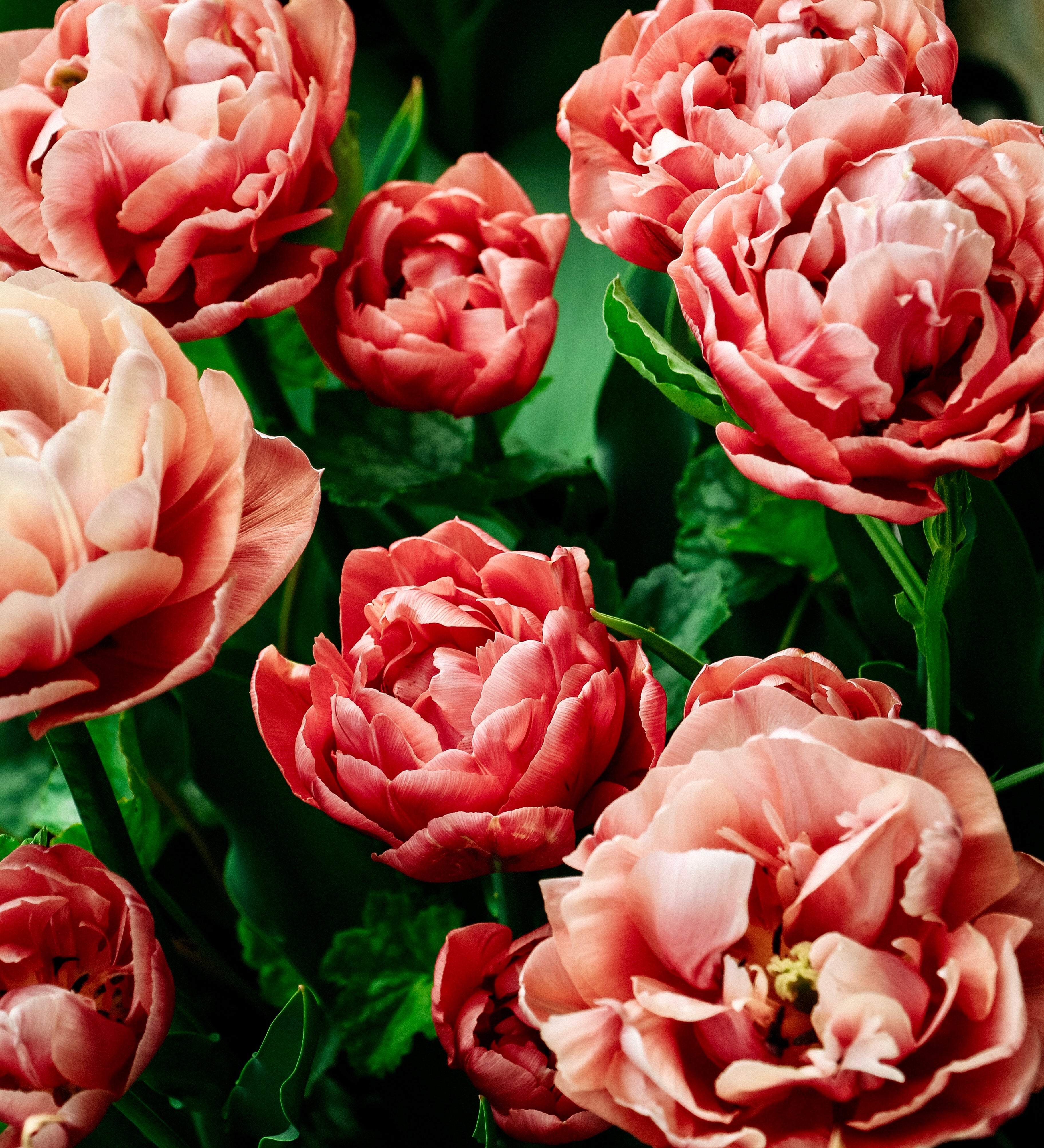 Tulp 'Copper Image'-Angelo