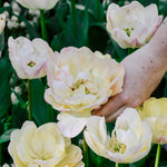 Tulp 'Creme Upstar'-Angelo
