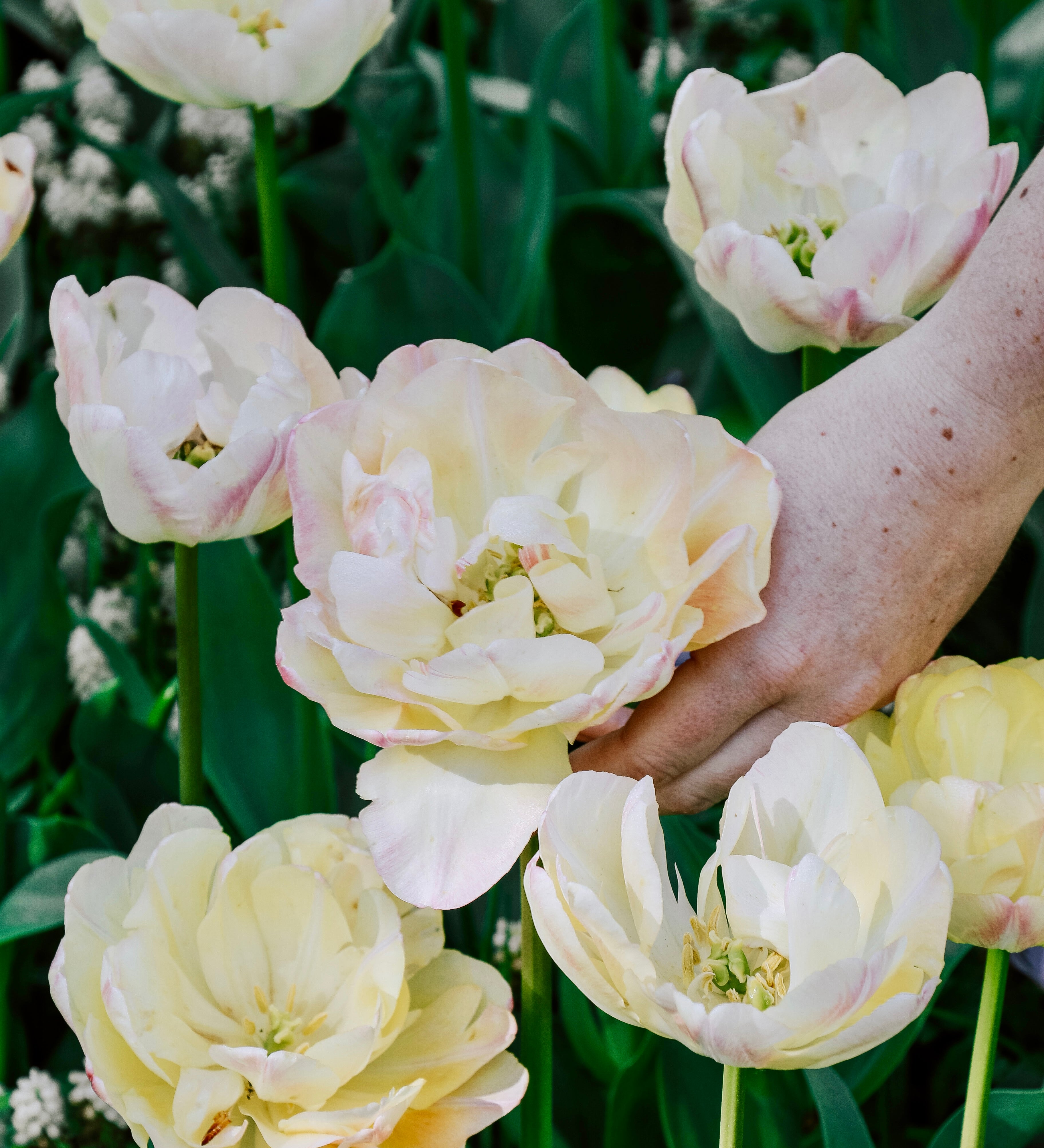 Tulp 'Creme Upstar'-Angelo