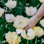 Tulp 'Creme Upstar'-Angelo