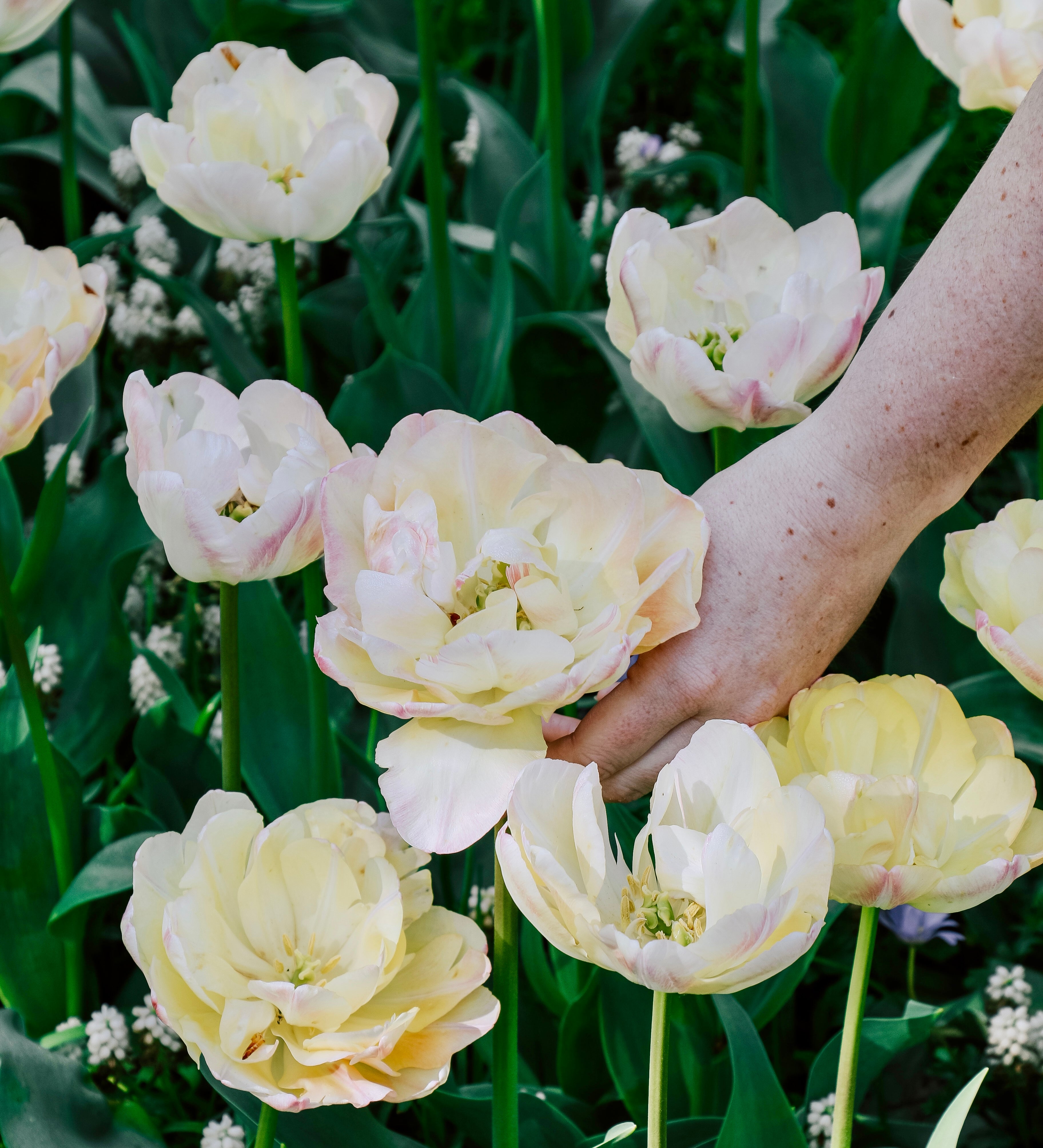 Tulp 'Creme Upstar'-Angelo