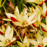 Tulip 'Cynthia'