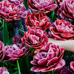 Tulp 'Dream Touch'-Angelo