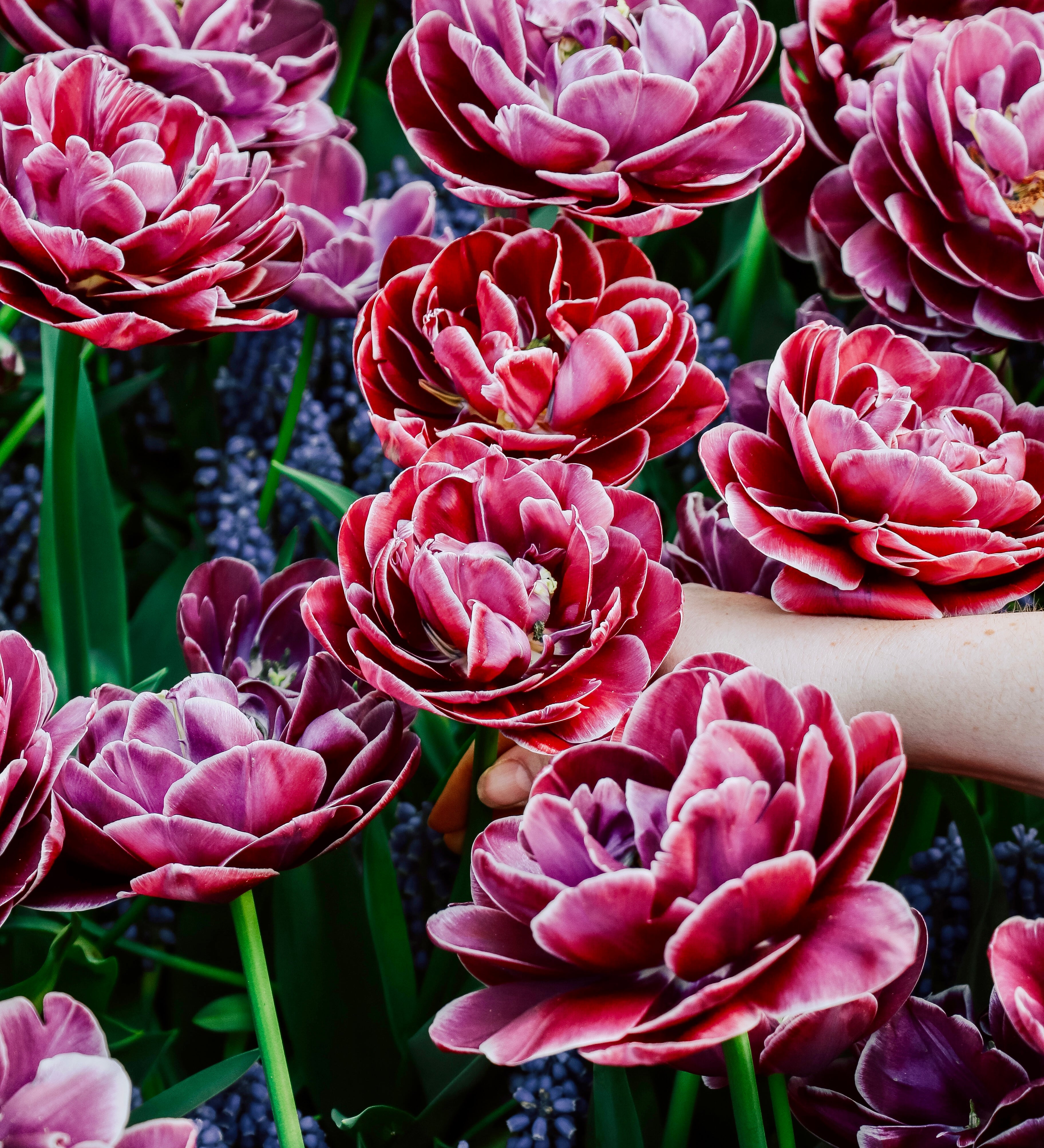 Tulp 'Dream Touch'-Angelo