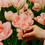 Tulp 'Finola'-Angelo