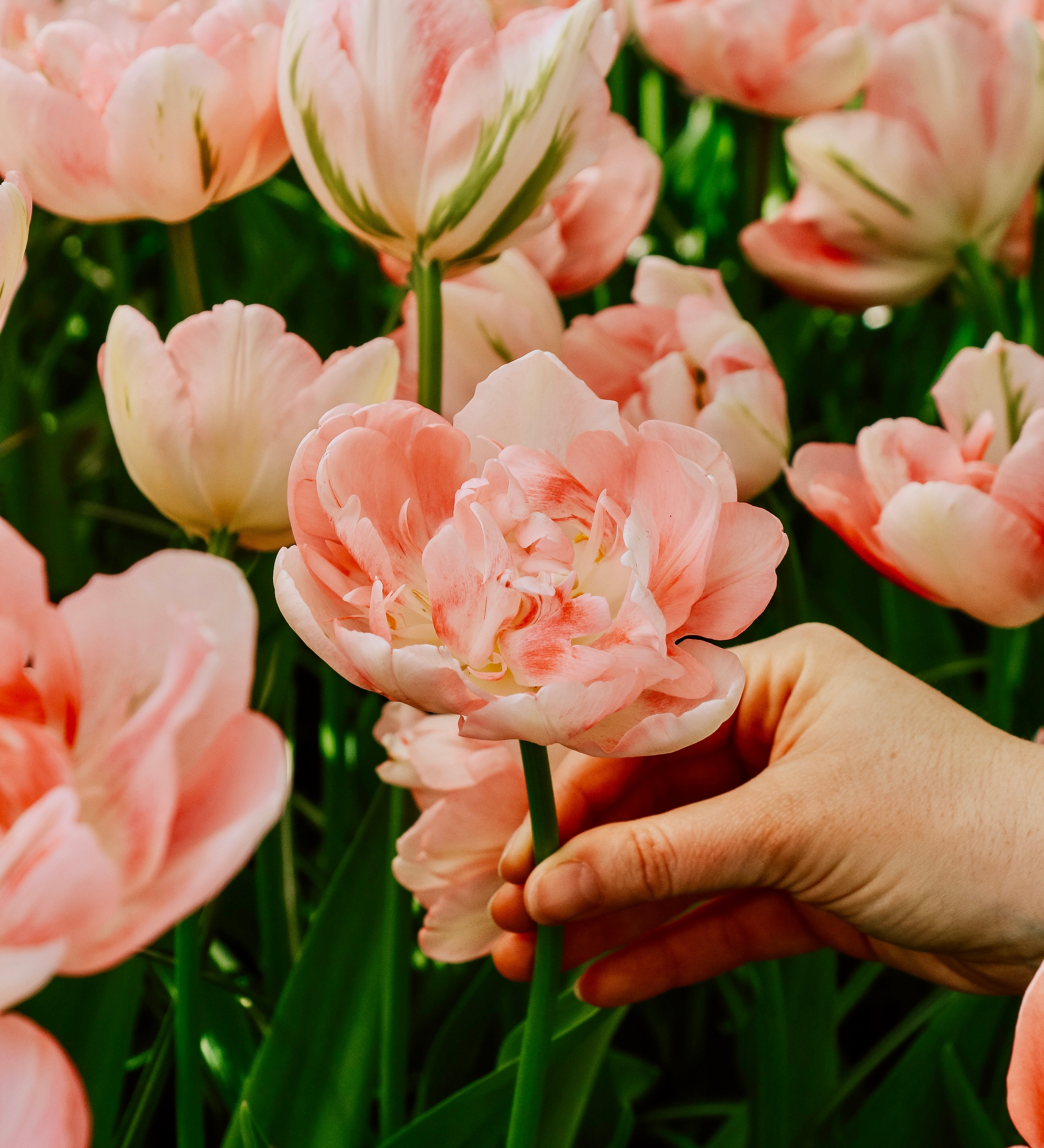 Tulp 'Finola'-Angelo
