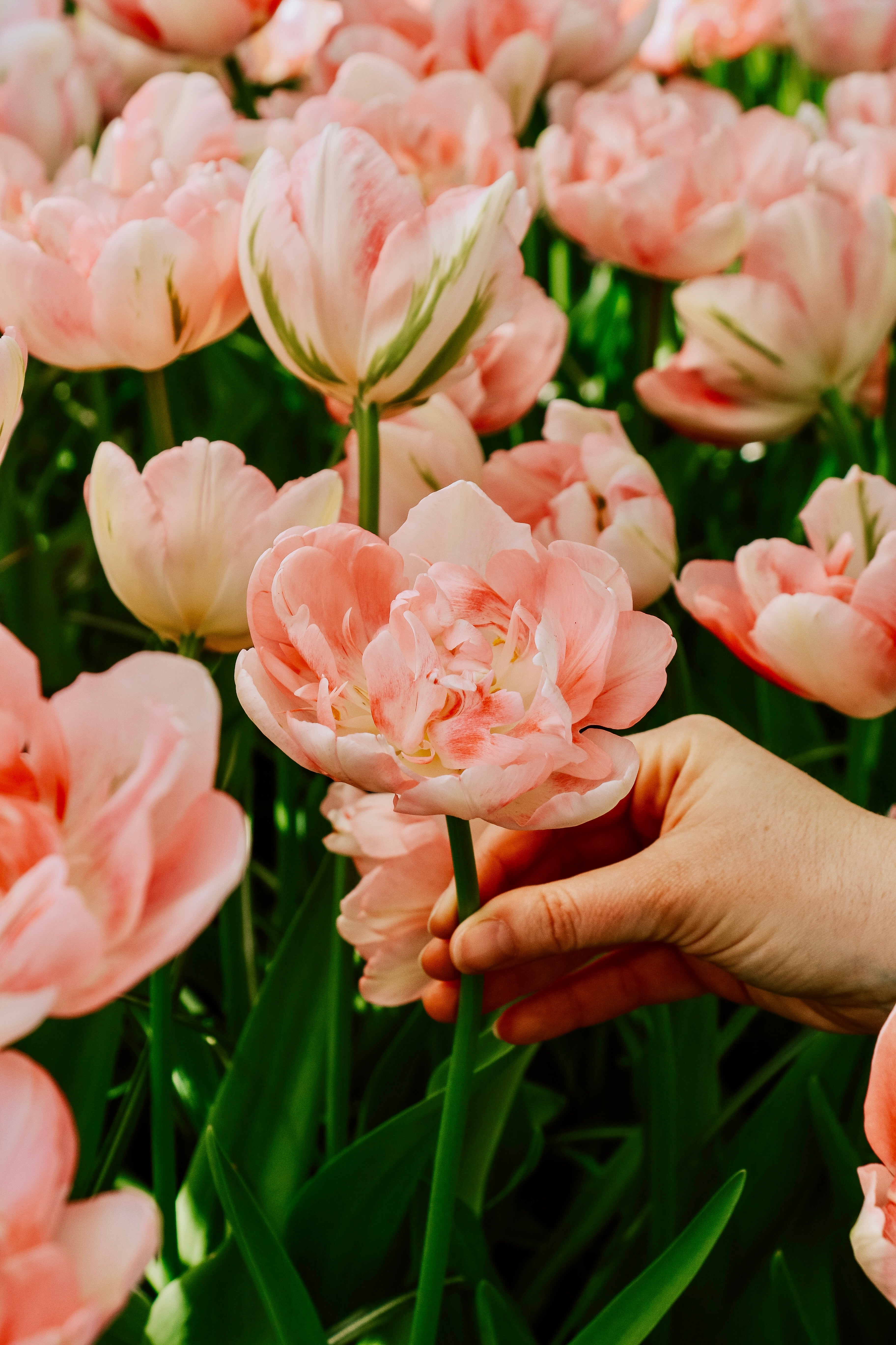 Tulp 'Finola'-Angelo