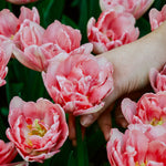 Tulp 'Foxtrot'-Angelo