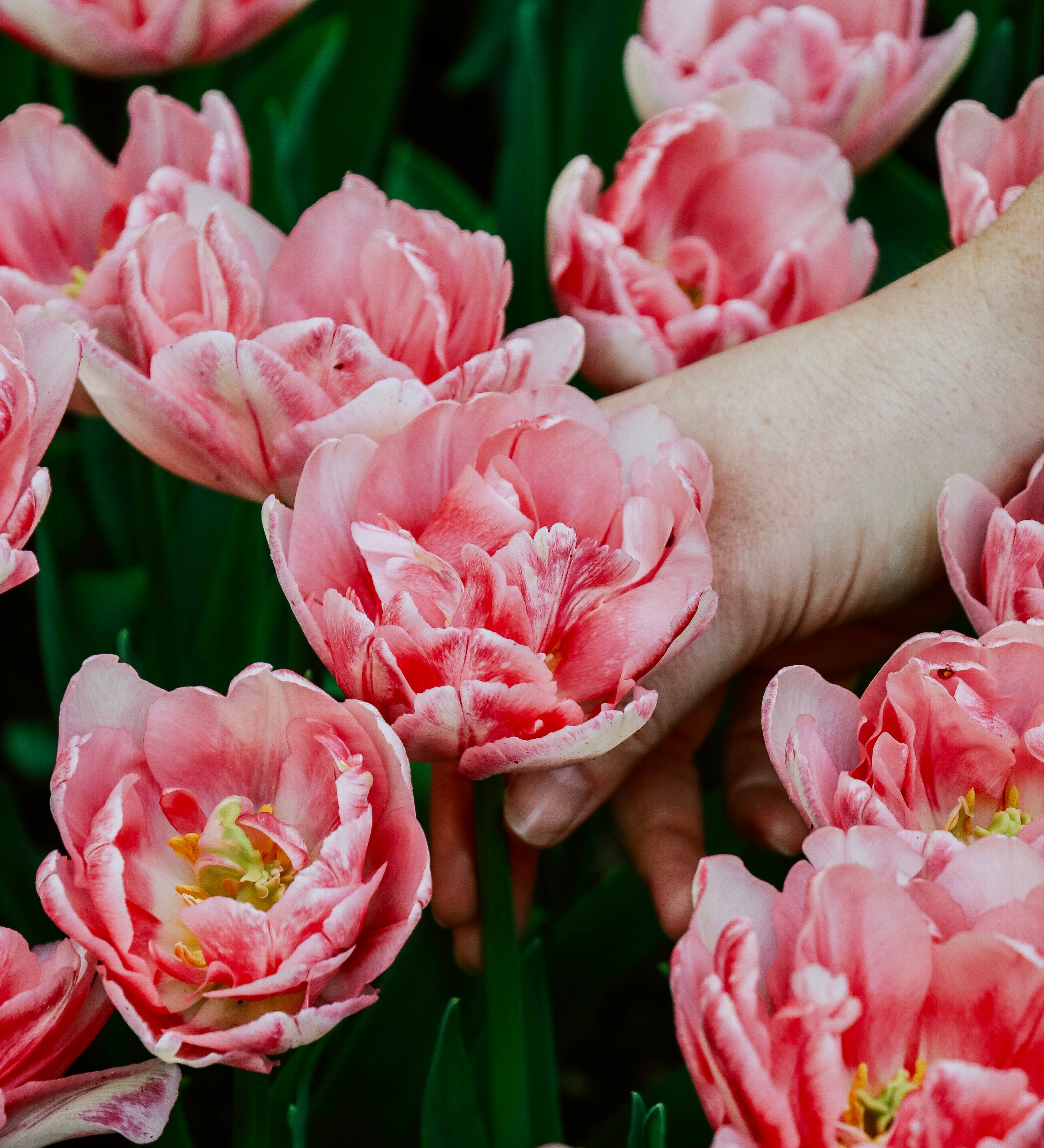 Tulp 'Foxtrot'-Angelo