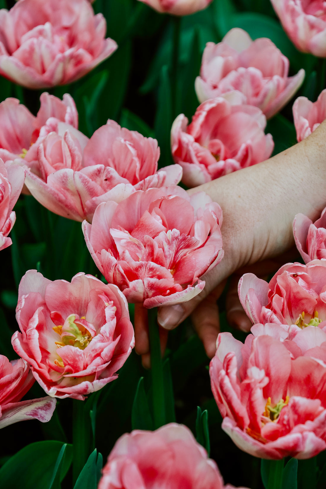 Tulp &