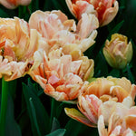 Tulp 'Foxy Foxtrot'-Angelo