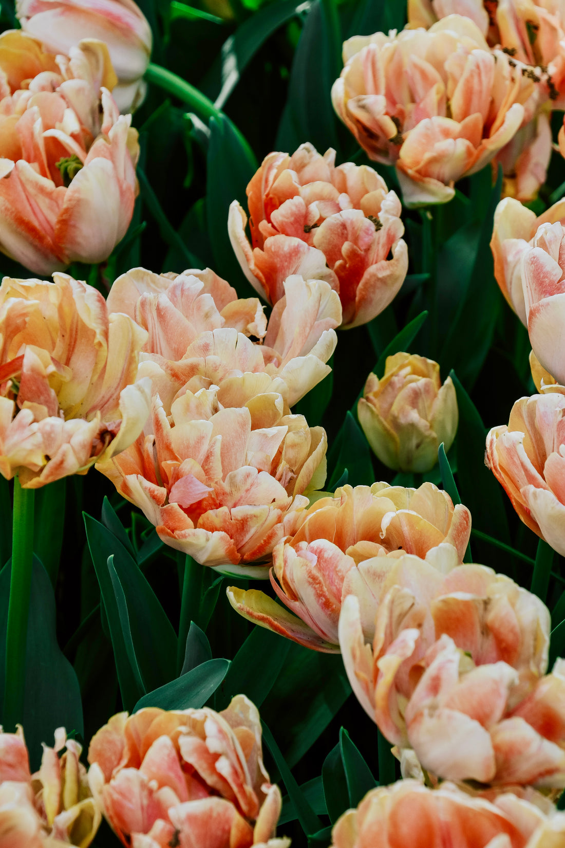 Tulp &