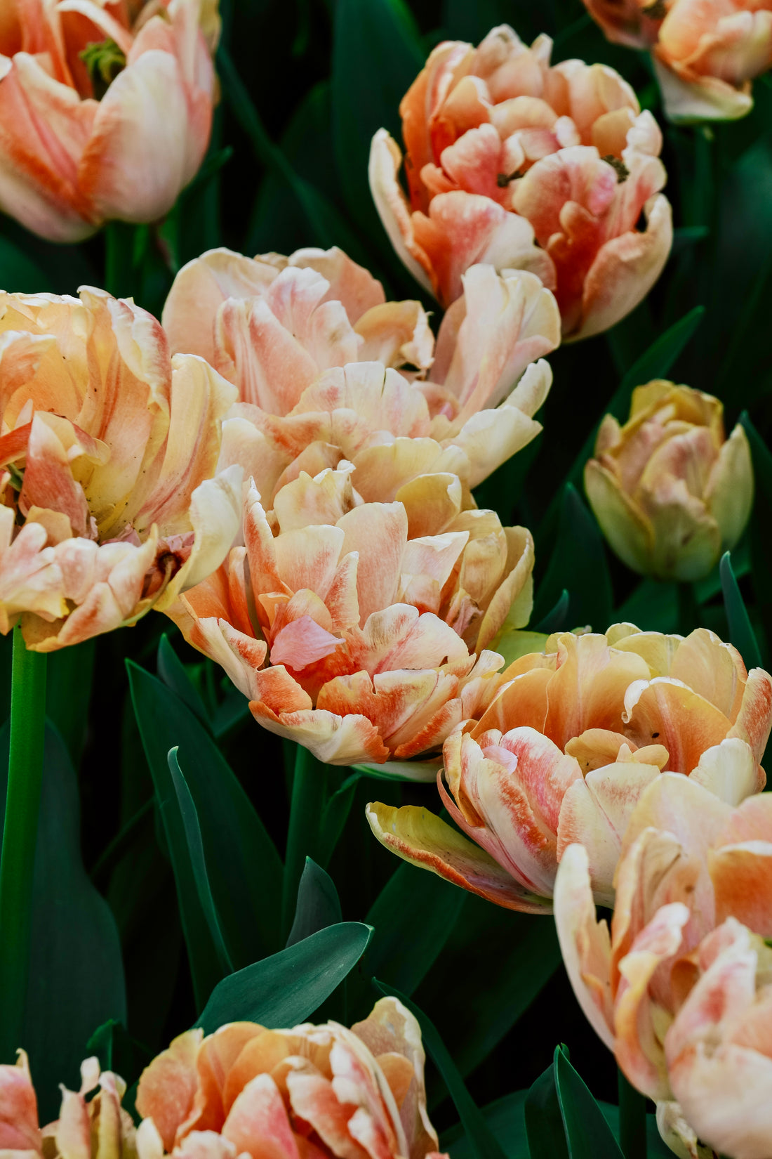 Tulp &