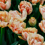Tulp 'Foxy Foxtrot'-Angelo