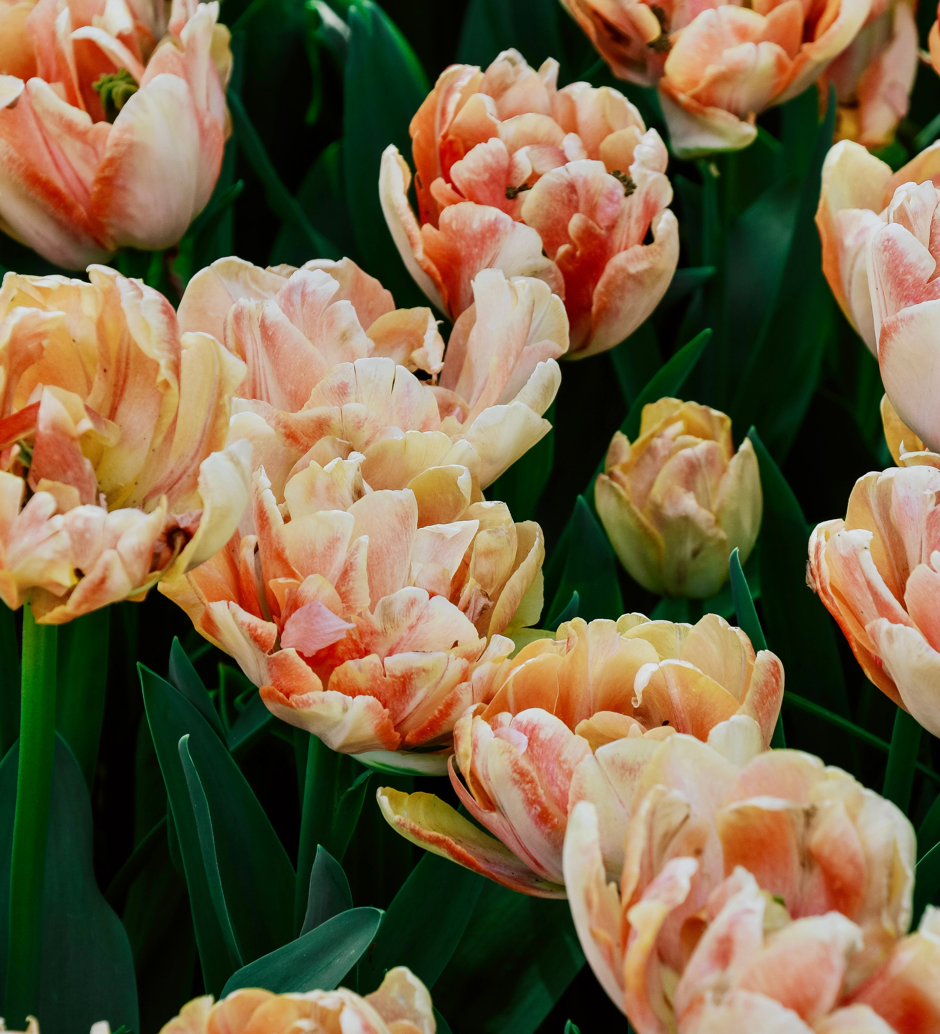 Tulp 'Foxy Foxtrot'-Angelo