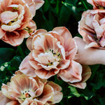 Tulp 'La Belle Epoque'-Angelo