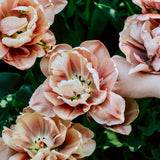 Tulp 'La Belle Epoque'-Angelo